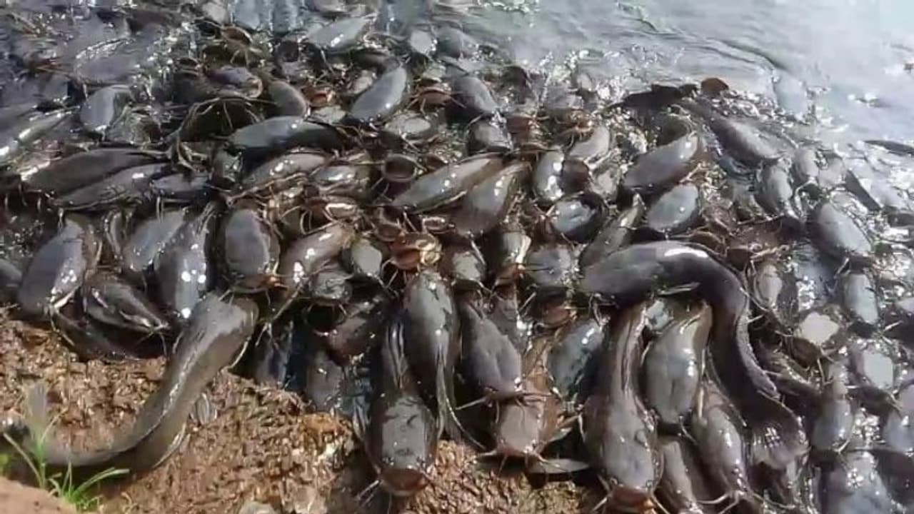 തിരുവനന്തപുരത്ത് നിരോധിത മത്സ്യമായ ആഫ്രിക്കൻ മുഷി കൃഷി, നശിപ്പിച്ച് ഫിഷറീസ് വകുപ്പ് തിരുവനന്തപുരത്ത് നിരോധിത മത്സ്യമായ ആഫ്രിക്കൻ മുഷി കൃഷി, നശിപ്പിച്ച് ഫിഷറീസ് വകുപ്പ്