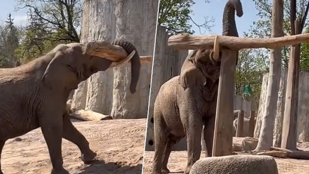 Jumbo places a wooden log over a pillar; viral video surprises netizens