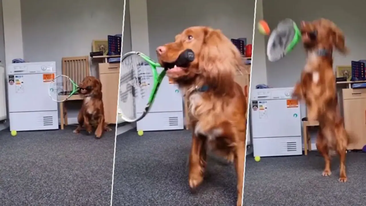 Can dogs play tennis? Watch this dog impress you with his skills Can dogs play tennis? Watch this dog impress you with his skills