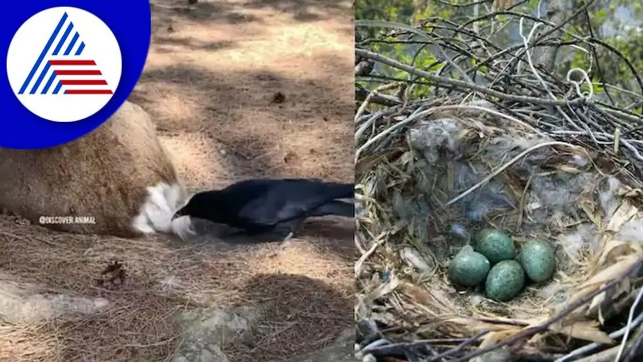 ಗೂಡು ಕಟ್ಟಲು ಜಿಂಕೆ ಬಾಲದಿಂದ ತುಪ್ಪಳ ಕೀಳುವ ಕಾಗೆ: Interesting video