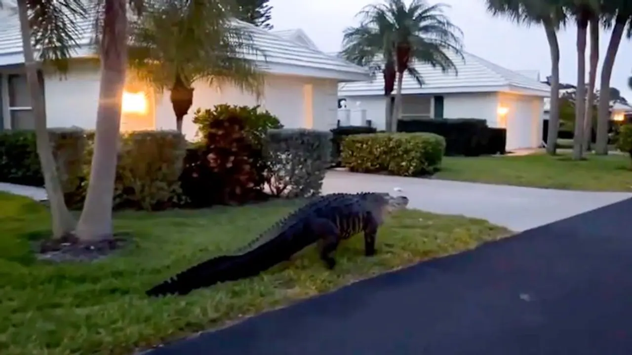 Watch: Giant alligator takes tour on Florida streets on Easter weekend; leaves netizens horrified