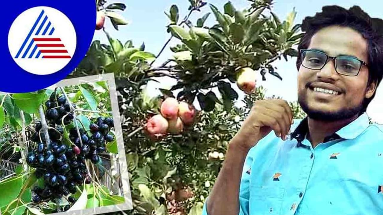 ಬರದ ನಾಡಿಗೆ ಕಾಲಿಟ್ಟ ಕಾಶ್ಮೀರಿ ಆ್ಯಪಲ್: ವಿಜಯಪುರದಲ್ಲಿ ಸೇಬು ಬೆಳೆದು ಸೈ ಎನಿಸಿಕೊಂಡ ರೈತ 