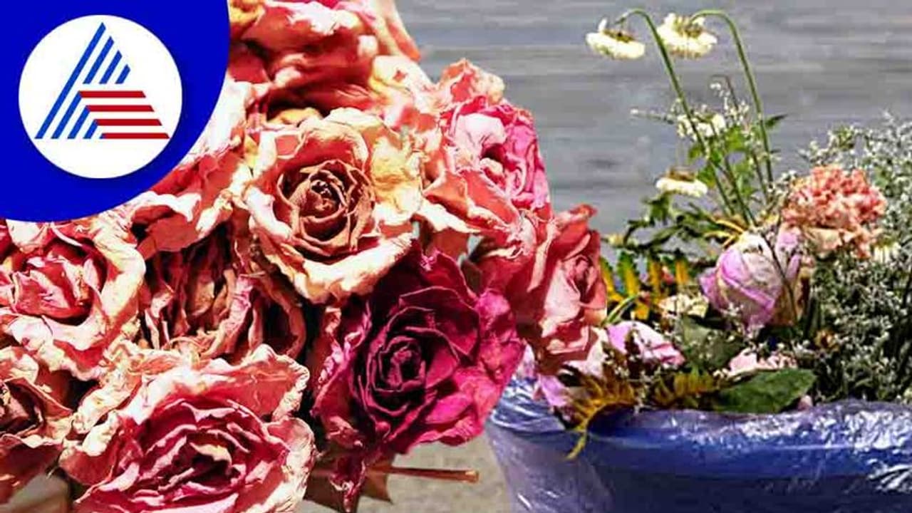 Beauty Tips : ಬಾಡಿದ ಗುಲಾಬಿ ಹೂವನ್ನು ಕಸಕ್ಕೆ ಎಸೆಯುವ ಮುನ್ನ ಇದನ್ನೋದಿ