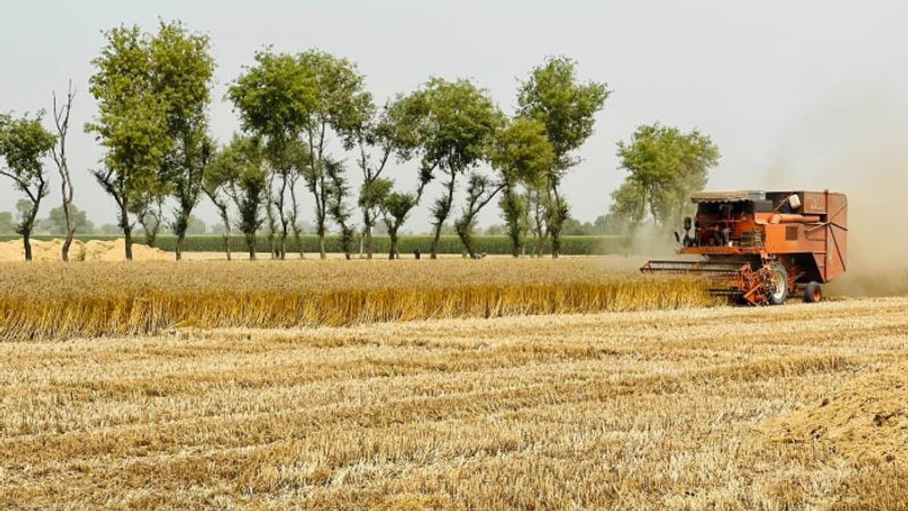 പിടിച്ച് കെട്ടാനാകാതെ ഗോതമ്പിന്റെ ആഭ്യന്തര വിപണി; കയറ്റുമതി നിരോധിച്ച് ഇന്ത്യ പിടിച്ച് കെട്ടാനാകാതെ ഗോതമ്പിന്റെ ആഭ്യന്തര വിപണി; കയറ്റുമതി നിരോധിച്ച് ഇന്ത്യ