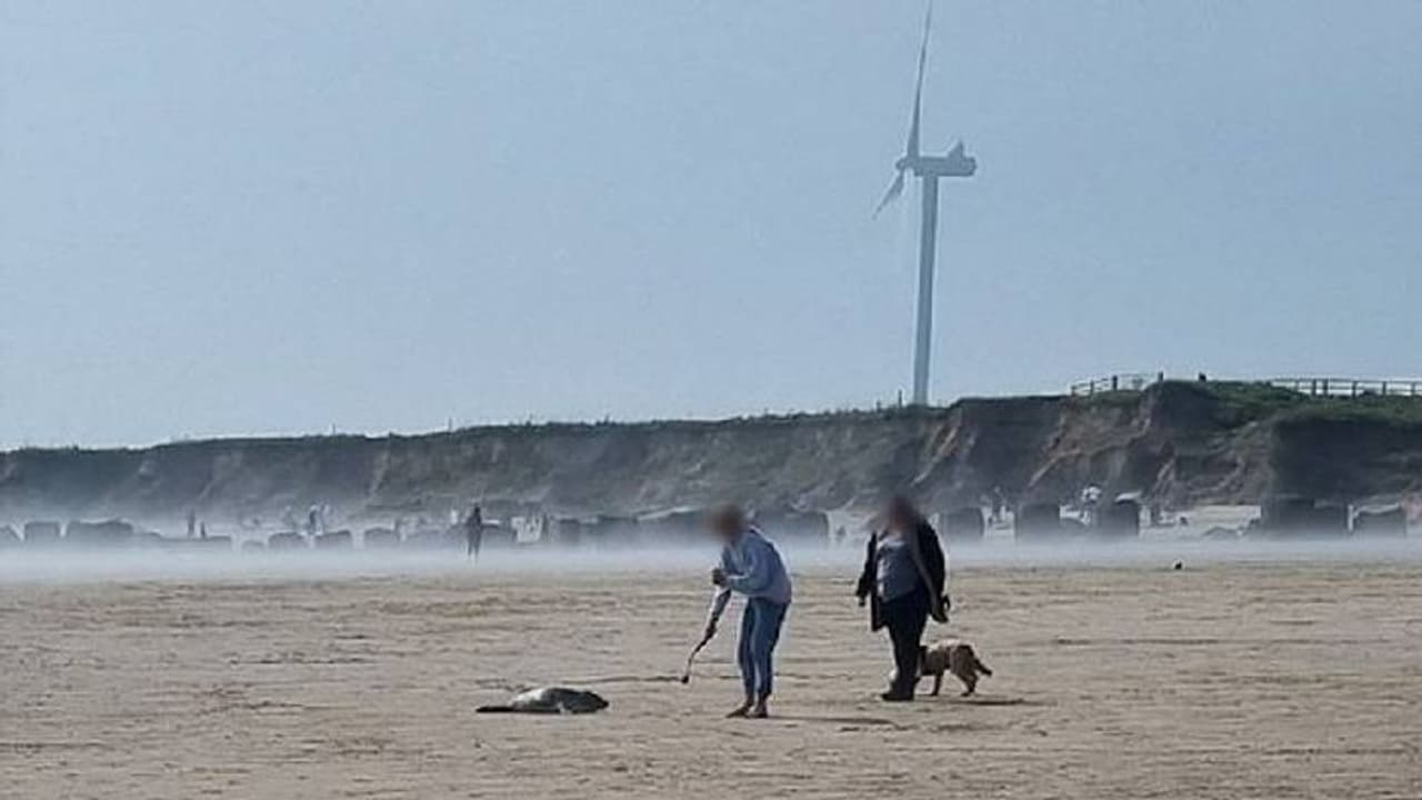 കൊടുംക്രൂരത: ഈസ്റ്റർ, അവധി ദിനങ്ങളിൽ സീലുകൾക്ക് നേരെ മനുഷ്യരുടേയും നായകളുടേയും ആക്രമണം കൊടുംക്രൂരത: ഈസ്റ്റർ, അവധി ദിനങ്ങളിൽ സീലുകൾക്ക് നേരെ മനുഷ്യരുടേയും നായകളുടേയും ആക്രമണം