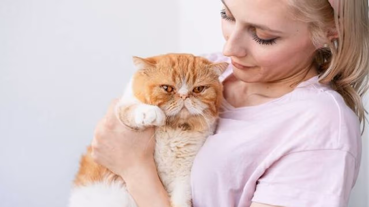 വളർത്തുപൂച്ചകളെ പുറത്ത് കൊണ്ടുപോകുന്നത് വിലക്കി ഈ പ്രദേശം! 23000 രൂപ വരെ പിഴയും... വളർത്തുപൂച്ചകളെ പുറത്ത് കൊണ്ടുപോകുന്നത് വിലക്കി ഈ പ്രദേശം! 23000 രൂപ വരെ പിഴയും...