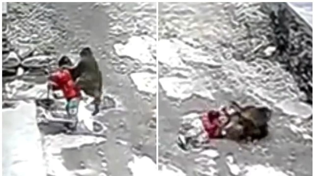 Watch: Wild monkey tries kidnapping toddler playing outside home in China