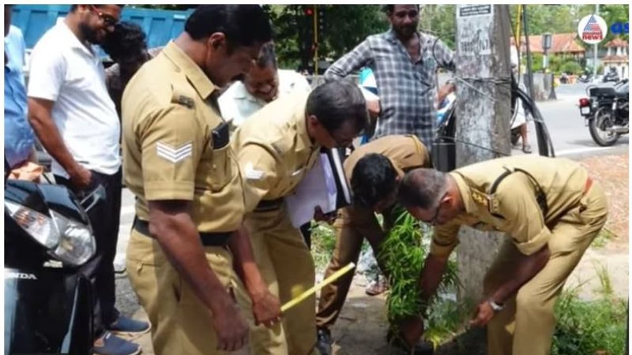 കരുനാഗപ്പള്ളി റോഡരികിൽ കഞ്ചാവുചെടി; വേരോടെ പിഴുത് എക്സൈസ് വീഡിയോ കരുനാഗപ്പള്ളി റോഡരികിൽ കഞ്ചാവുചെടി; വേരോടെ പിഴുത് എക്സൈസ് വീഡിയോ