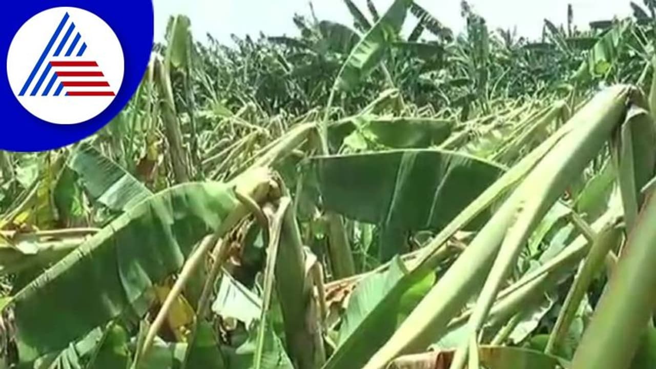 ಬಿರುಗಾಳಿ ಸಹಿತ ಧಾರಾಕಾರ ಮಳೆಗೆ ನೆಲಕಚ್ಚಿದ ಬಾಳೆ: ಮೂರಾಬಟ್ಟೆಯಾದ ರೈತನ ಬದುಕು ಬಿರುಗಾಳಿ ಸಹಿತ ಧಾರಾಕಾರ ಮಳೆಗೆ ನೆಲಕಚ್ಚಿದ ಬಾಳೆ: ಮೂರಾಬಟ್ಟೆಯಾದ ರೈತನ ಬದುಕು