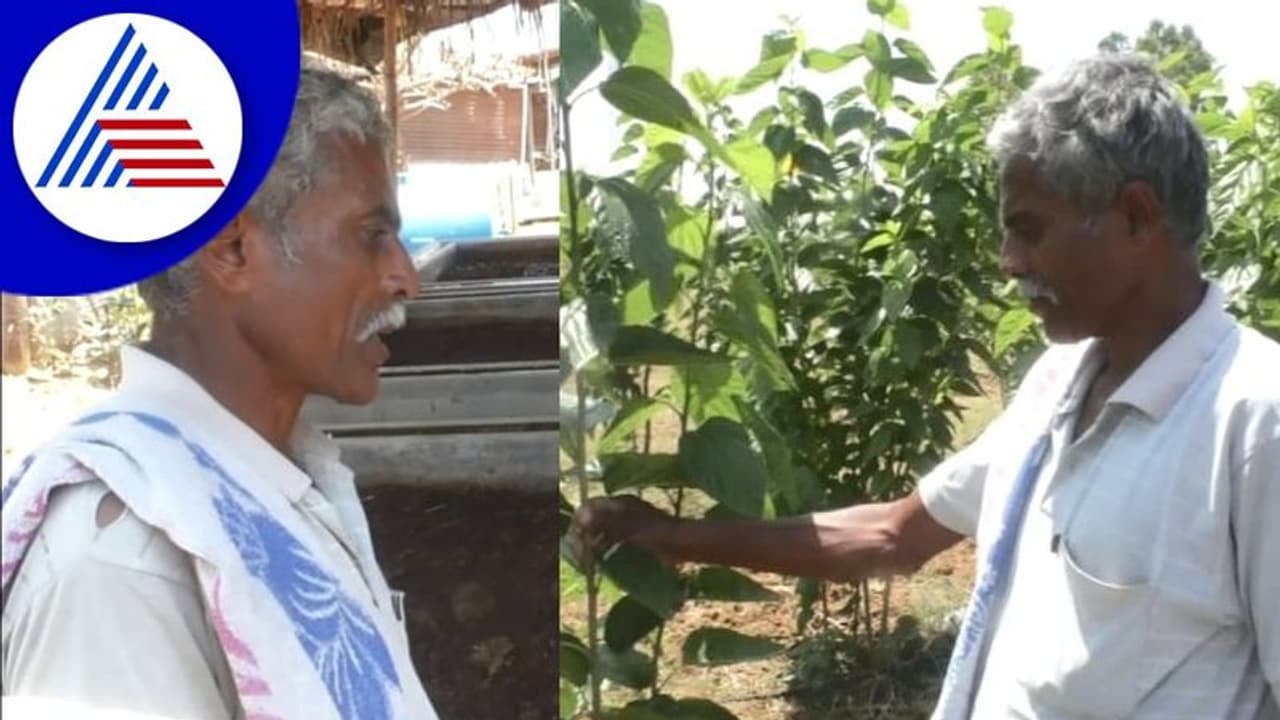 ಬರದ ನಾಡು ಕೋಲಾರದಲ್ಲೊಬ್ಬ ಮಾದರಿ ಸಾವಯವ ಕೃಷಿಕ: ಈತನ ತೋಟದಲ್ಲಿದೆ ಎರೆಹುಳುಗಳ ತವರು ಮನೆ ಬರದ ನಾಡು ಕೋಲಾರದಲ್ಲೊಬ್ಬ ಮಾದರಿ ಸಾವಯವ ಕೃಷಿಕ: ಈತನ ತೋಟದಲ್ಲಿದೆ ಎರೆಹುಳುಗಳ ತವರು ಮನೆ