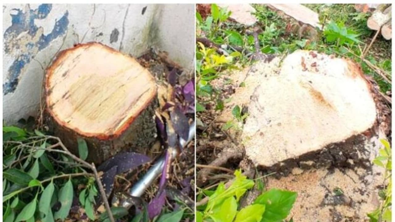 രാമക്കൽമേട്ടിൽ ചന്ദനമോഷണം, 15 മരങ്ങൾ മുറിച്ചുകടത്തി 