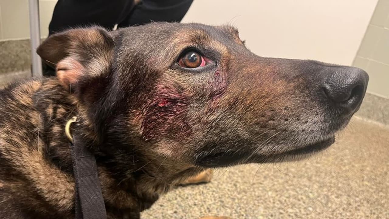 కుక్కను కరిచిన మనిషి.. కొన్ని గంటల పాటు అక్కడంతా గందరగోళం.. అసలేం జరిగిందంటే ? కుక్కను కరిచిన మనిషి.. కొన్ని గంటల పాటు అక్కడంతా గందరగోళం.. అసలేం జరిగిందంటే ?