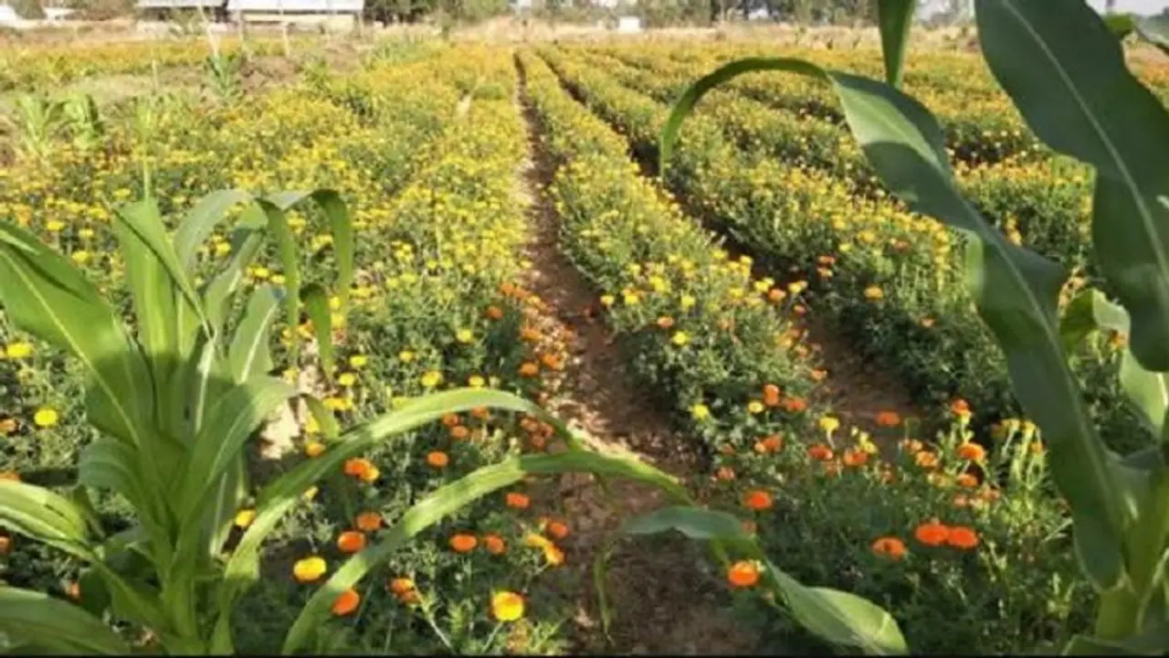 Mysuru : ಸಾವಯವ, ವೈವಿಧ್ಯದ ಬೆಳೆ ಪದ್ಧತಿ ಅನುಸರಿಸಿ Mysuru : ಸಾವಯವ, ವೈವಿಧ್ಯದ ಬೆಳೆ ಪದ್ಧತಿ ಅನುಸರಿಸಿ