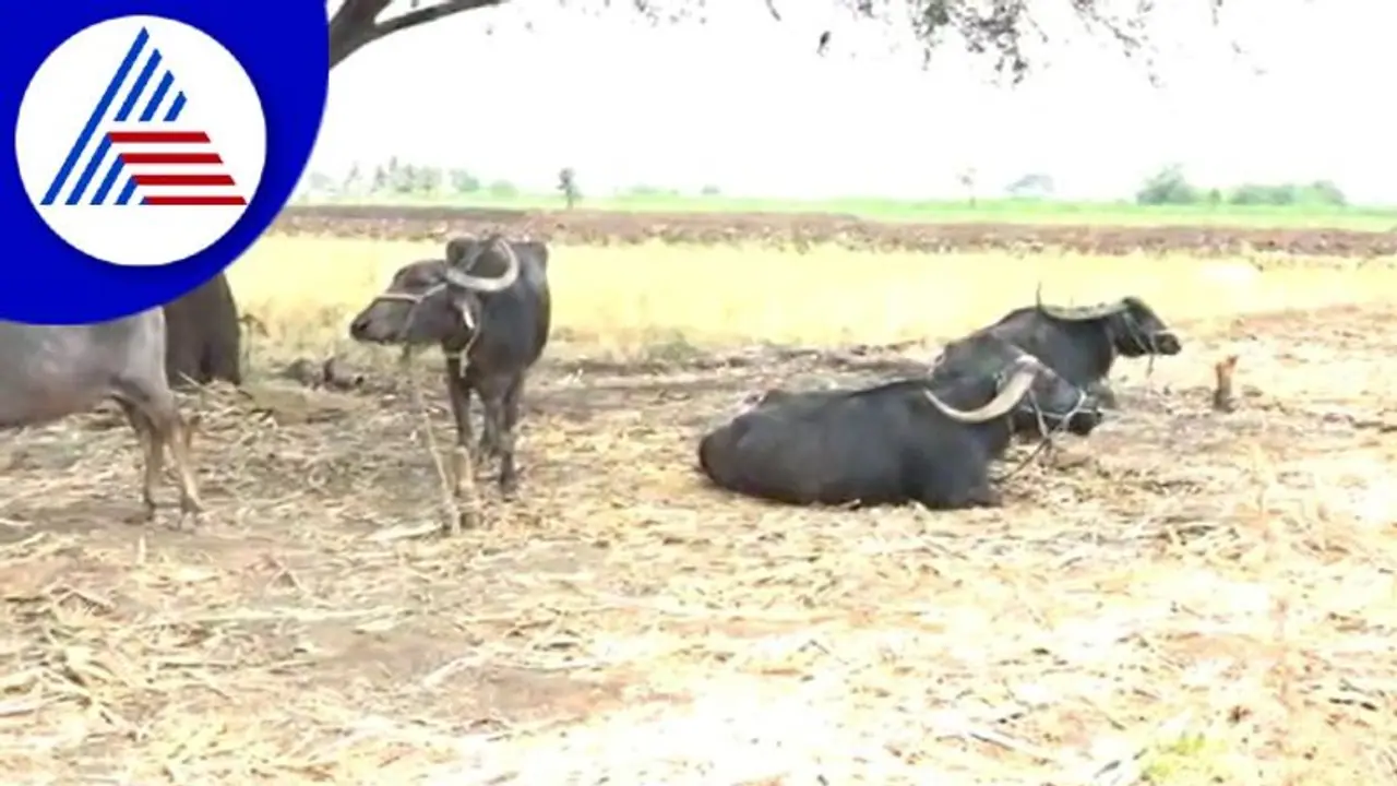 Belagavi ರಣಬಿಸಿಲಿಗೆ ಹೈರಾಣ ಜಾನುವಾರುಗಳ ಮೂಕ ರೋಧನ! Belagavi ರಣಬಿಸಿಲಿಗೆ ಹೈರಾಣ ಜಾನುವಾರುಗಳ ಮೂಕ ರೋಧನ!