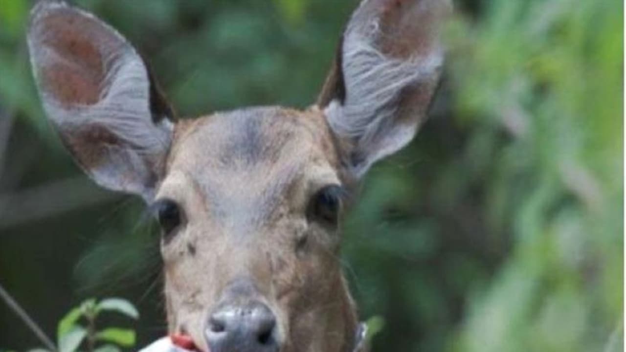 Telangana: అడవులను ప్లాస్టిక్ రహితంగా మార్చేందుకు చర్యలు చేపట్టిన తెలంగాణ ! Telangana: అడవులను ప్లాస్టిక్ రహితంగా మార్చేందుకు చర్యలు చేపట్టిన తెలంగాణ !