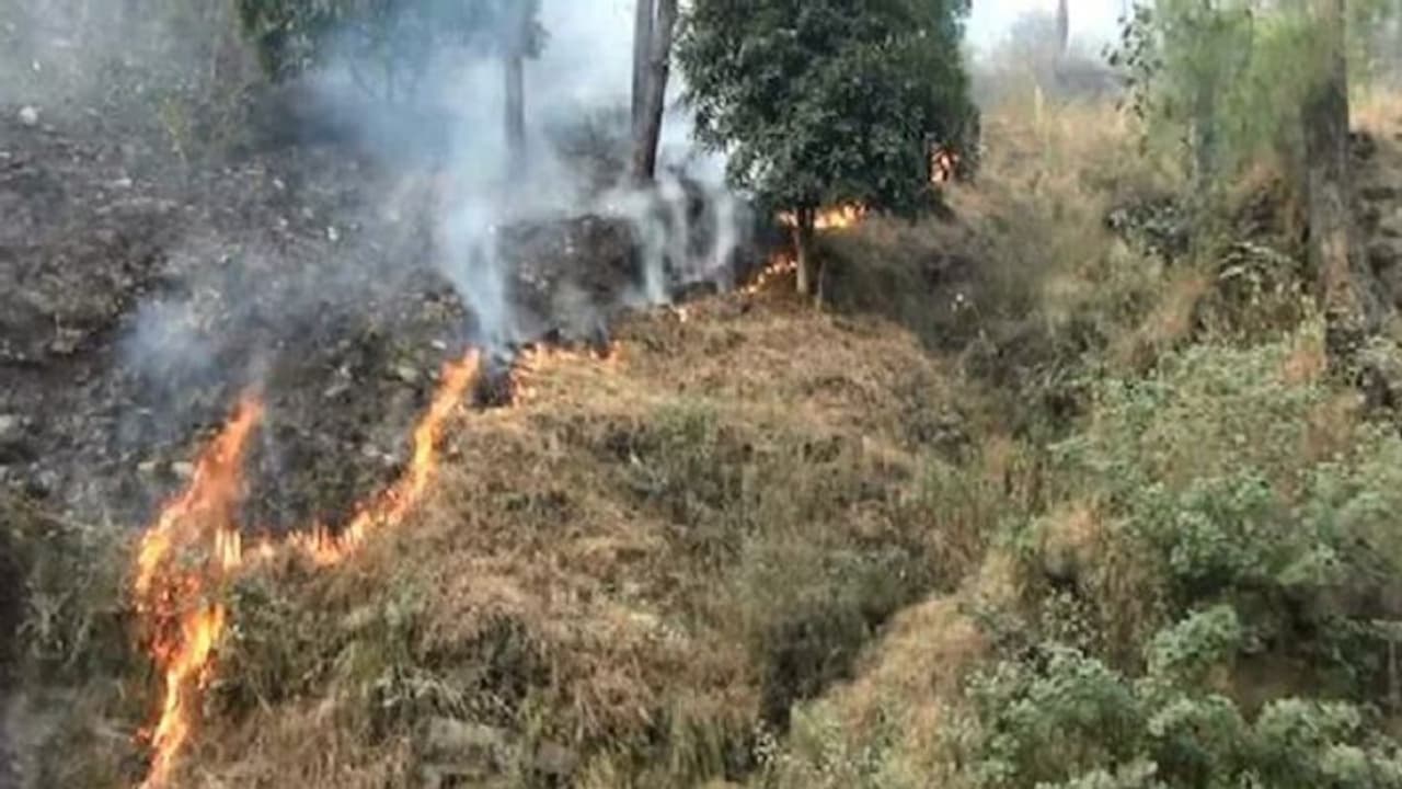 उत्तराखंड के जंगलों में लगी आग से वन्य जीवों के जीवन पर भारी संकट, वन विभाग की कोशिशें हो रही नाकाम