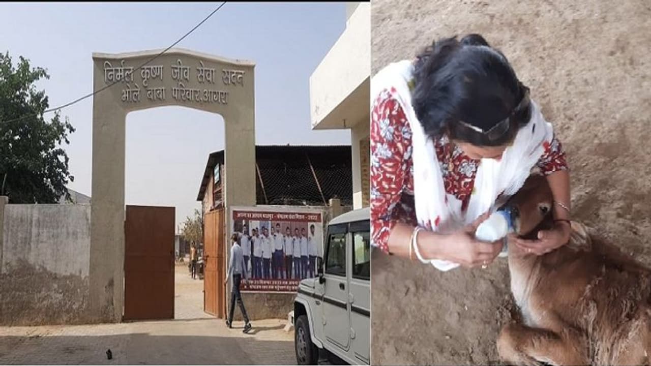 राजस्थान के भरतपुर में जीवों का अनोखा आश्रम, जहां बेजुबानों को मिलता मां जैसा प्यार, अनूठा प्रेम देख भर आए मन राजस्थान के भरतपुर में जीवों का अनोखा आश्रम, जहां बेजुबानों को मिलता मां जैसा प्यार, अनूठा प्रेम देख भर आए मन