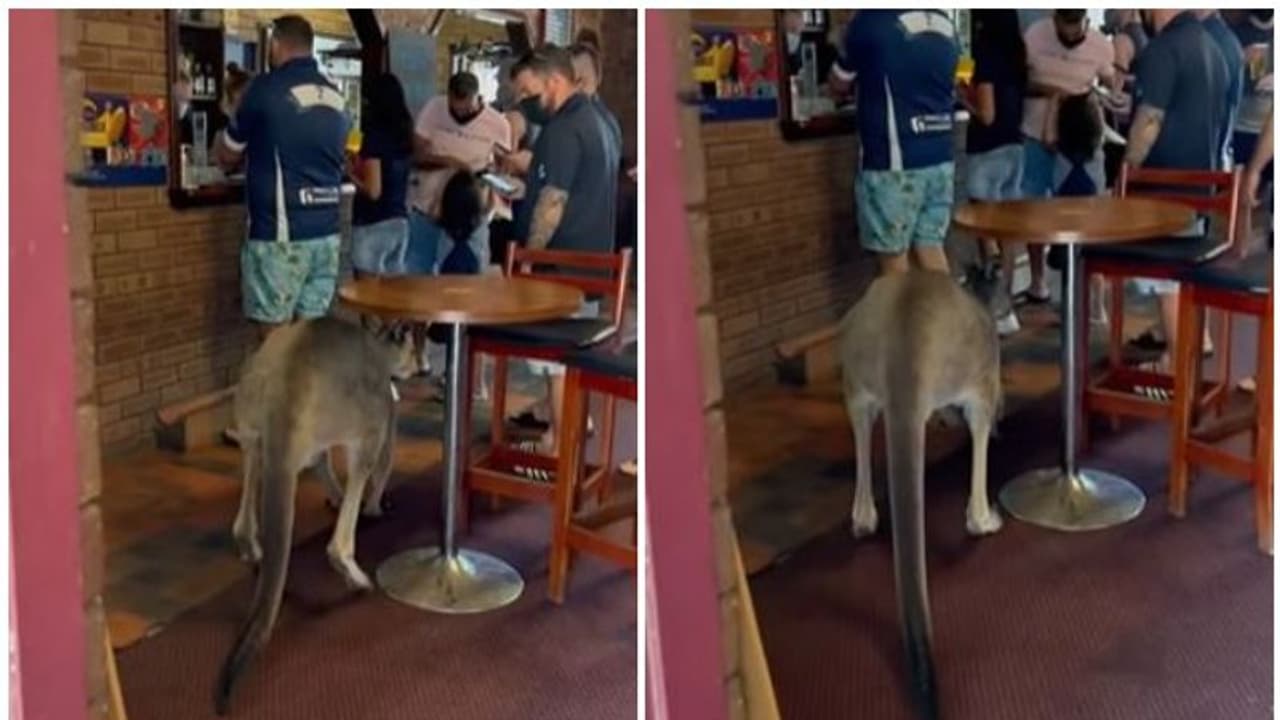 Viral Video : ബാറിൽ കൂളായി കയറിയ കങ്കാരു; രസകരമായ വീഡിയോ കാണാം