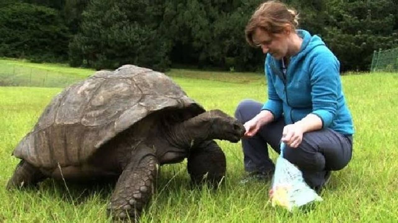 വയസ് 190, ഇതാണ് ലോകത്തിലെ ഏറ്റവും പ്രായമേറിയ ആമ!