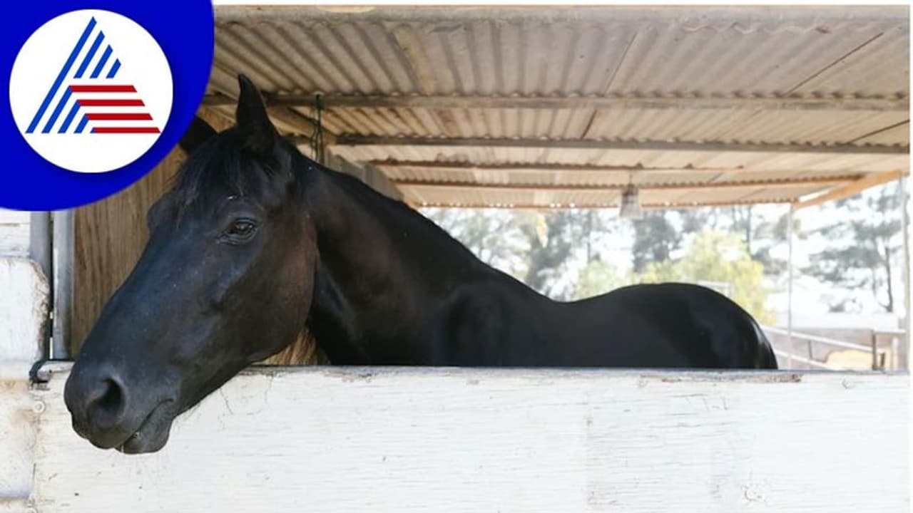 ಕಪ್ಪು ಕುದುರೆ ಎಂದು 23 ಲಕ್ಷ ಕೊಟ್ಟು ತಂದ : ಸ್ನಾನ ಮಾಡಿಸಿದಾಗ ಬಯಲಾಯ್ತು ಬಣ್ಣ