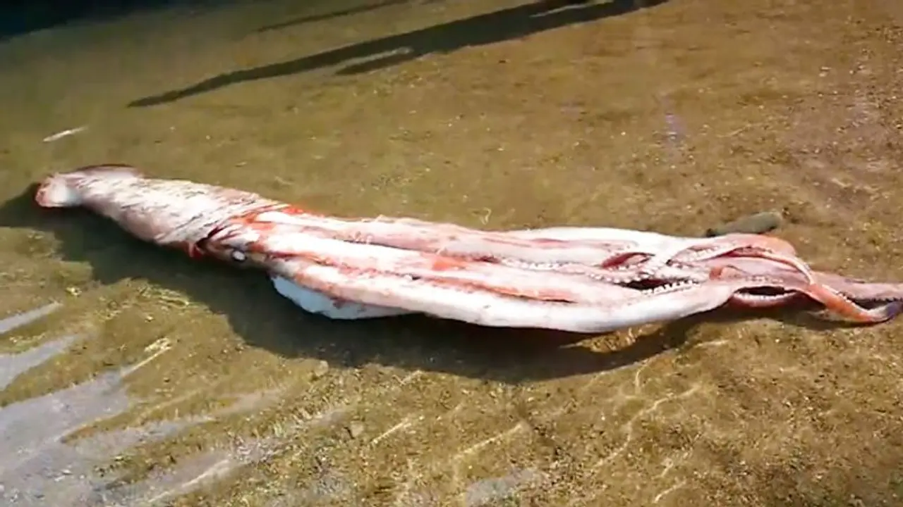 Watch: 10 foot giant squid found on Japan shore, netizens amazed