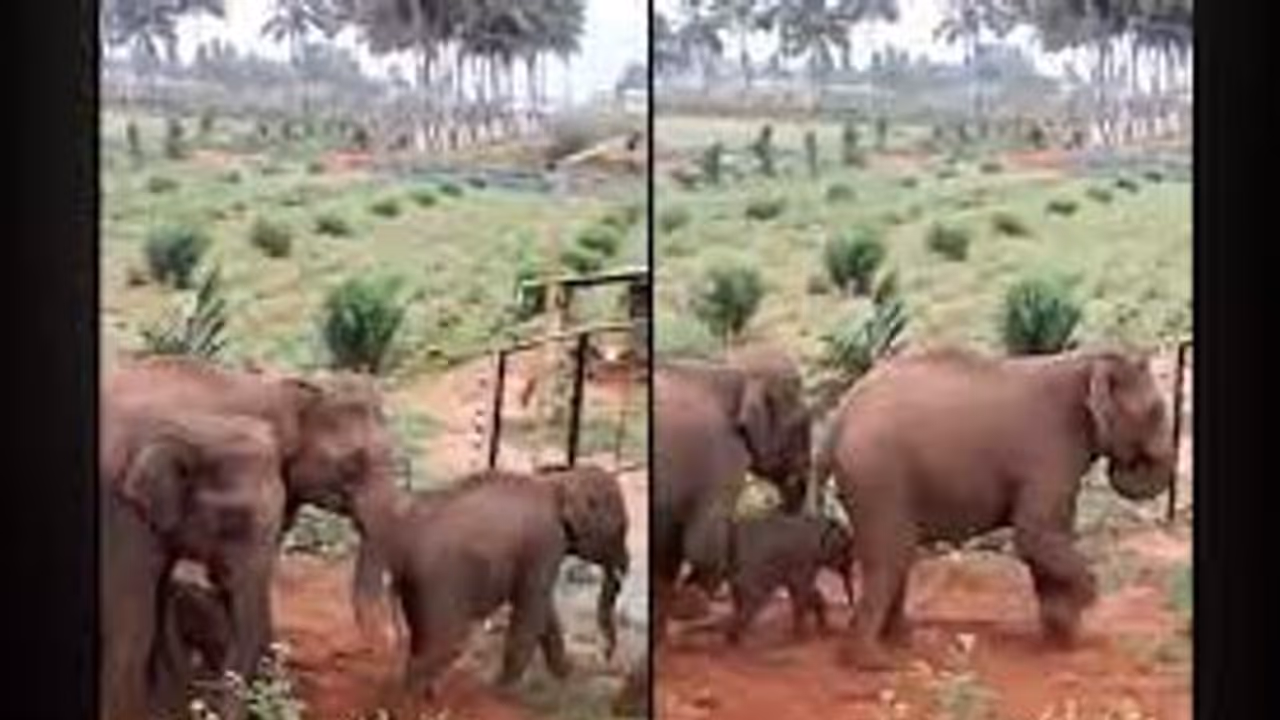 ಮೈಸೂರಿನಲ್ಲಿ ಆನೆ ಮಾನವ ಸಂಘರ್ಷಕ್ಕೆ ಮಹಿಳೆ ಬಲಿ