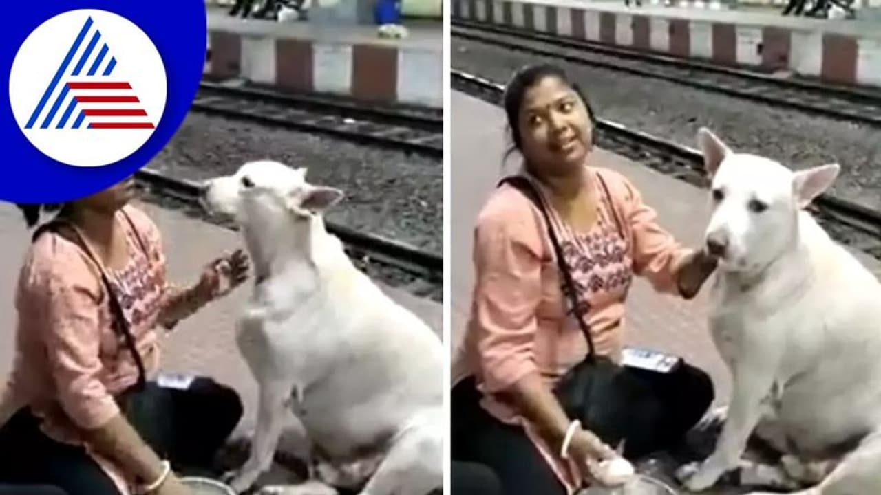 ಬೀದಿನಾಯಿಗೆ ಮೊಸರನ್ನ ತಿನ್ನಿಸಿದ ಮಹಿಳೆ: ವಿಡಿಯೋ ವೈರಲ್