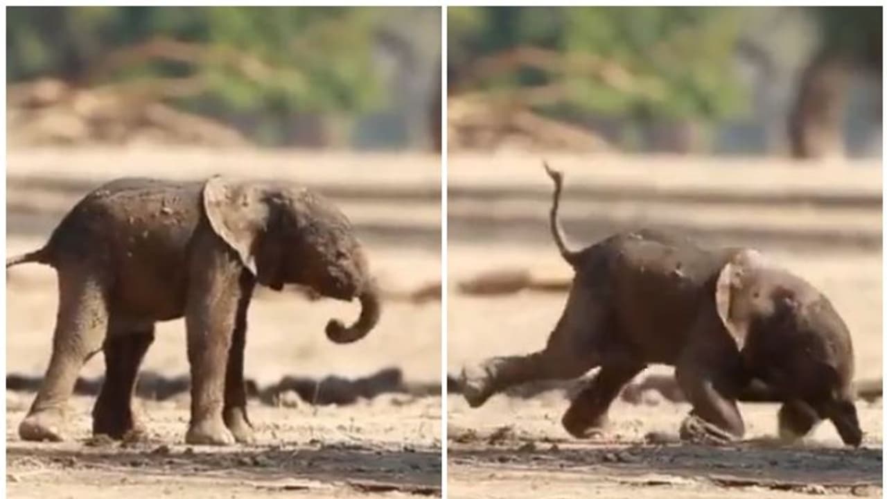 Viral Video : 'പിച്ച വച്ച നാൾ മുതൽക്കു നീ'; വെെറലായി ഒരു ആനക്കുട്ടിയുടെ വീഡിയോ