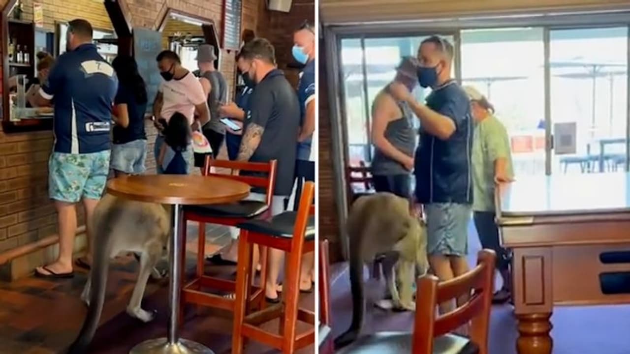 Kangaroo casually walks into a bar in Australia; Here's what happened next Kangaroo casually walks into a bar in Australia; Here's what happened next