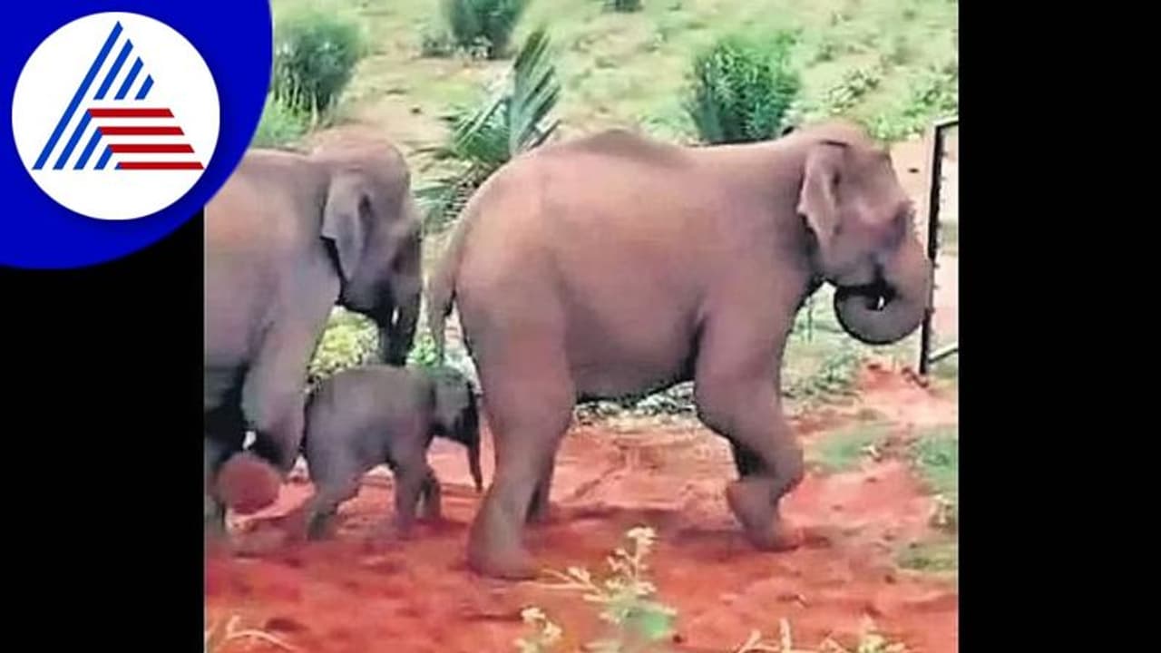 ಬೇಲಿ ದಾಟಲು ಮರಿಗೆ ಸಹಾಯ ಮಾಡುತ್ತಿರುವ ಆನೆಗಳ ಹಿಂಡು: ವಿಡಿಯೋ ವೈರಲ್