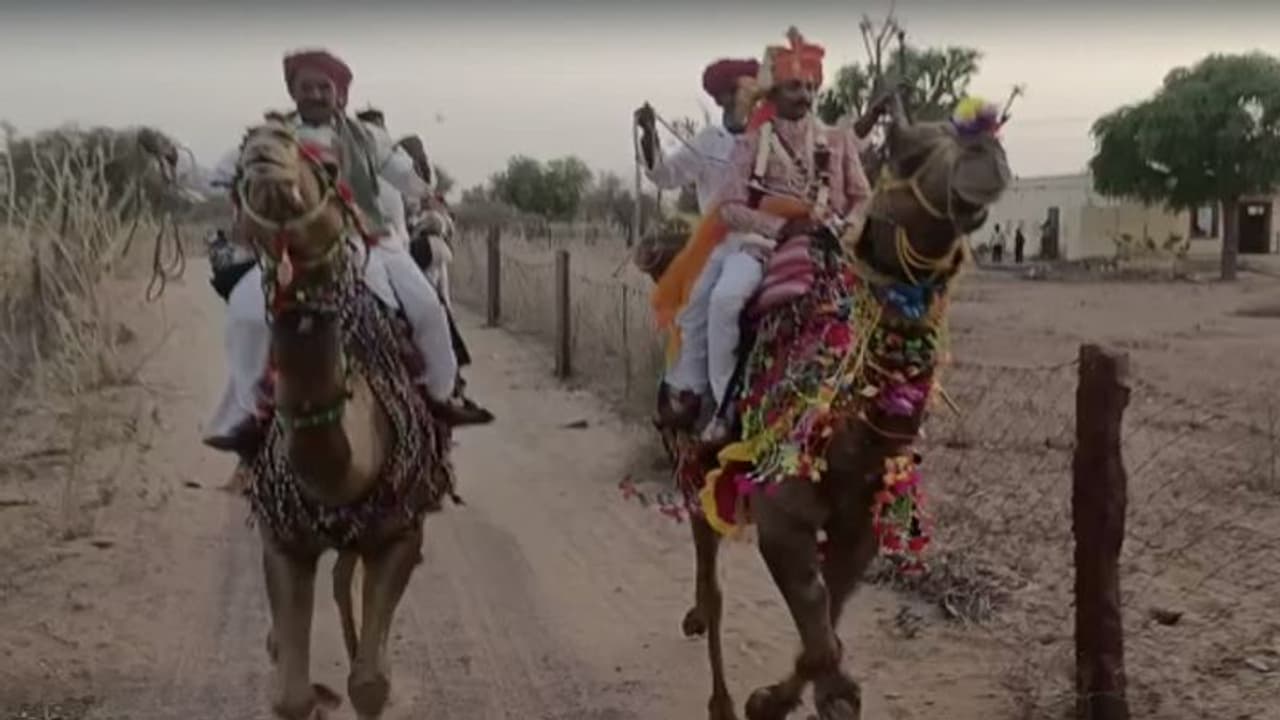 ऊंट पर बैठकर दुल्हन लाने निकले दूल्हे राजा, हैरत में पड़े देखने वाले, आई पुराने दिनों की याद ऊंट पर बैठकर दुल्हन लाने निकले दूल्हे राजा, हैरत में पड़े देखने वाले, आई पुराने दिनों की याद