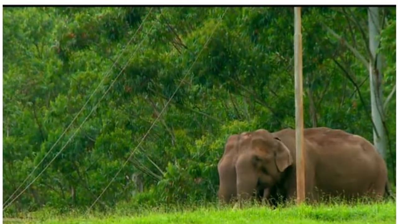 ചിന്നക്കനാല് മേഖലയിലെ കാട്ടാന ആക്രമണം: 25 കി.മി ദൂരത്തില് ഹാങ്ങിംഗ് ഫെന്സ്, പുതിയ പദ്ധതിയുമായി വനംവകുപ്പ് ചിന്നക്കനാല് മേഖലയിലെ കാട്ടാന ആക്രമണം: 25 കി.മി ദൂരത്തില് ഹാങ്ങിംഗ് ഫെന്സ്, പുതിയ പദ്ധതിയുമായി വനംവകുപ്പ്