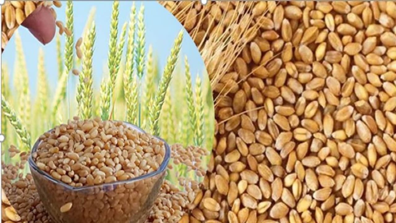 गेहूं के दाम में आया उछाल, इंदौर मंडी में शरबती गेहूं 3800 के पार गेहूं के दाम में आया उछाल, इंदौर मंडी में शरबती गेहूं 3800 के पार