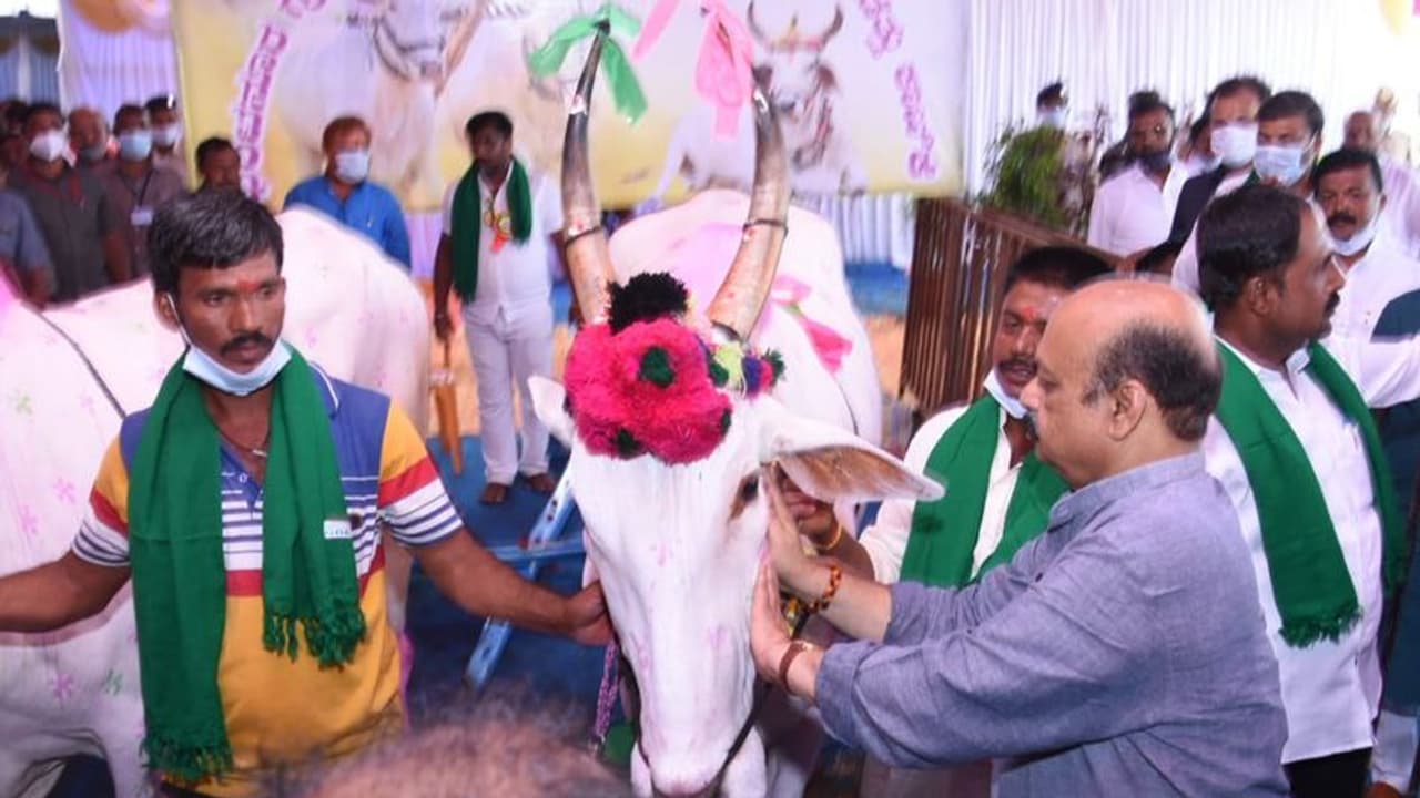 ರೈತರ ಕನಸು ನನಸು ಮಾಡಿದ ಸಿಎಂ, ರೈತರಿಂದ ಬೊಮ್ಮಾಯಿಗೆ ಜೋಡೆತ್ತು ಗಿಫ್ಟ್ ರೈತರ ಕನಸು ನನಸು ಮಾಡಿದ ಸಿಎಂ, ರೈತರಿಂದ ಬೊಮ್ಮಾಯಿಗೆ ಜೋಡೆತ್ತು ಗಿಫ್ಟ್