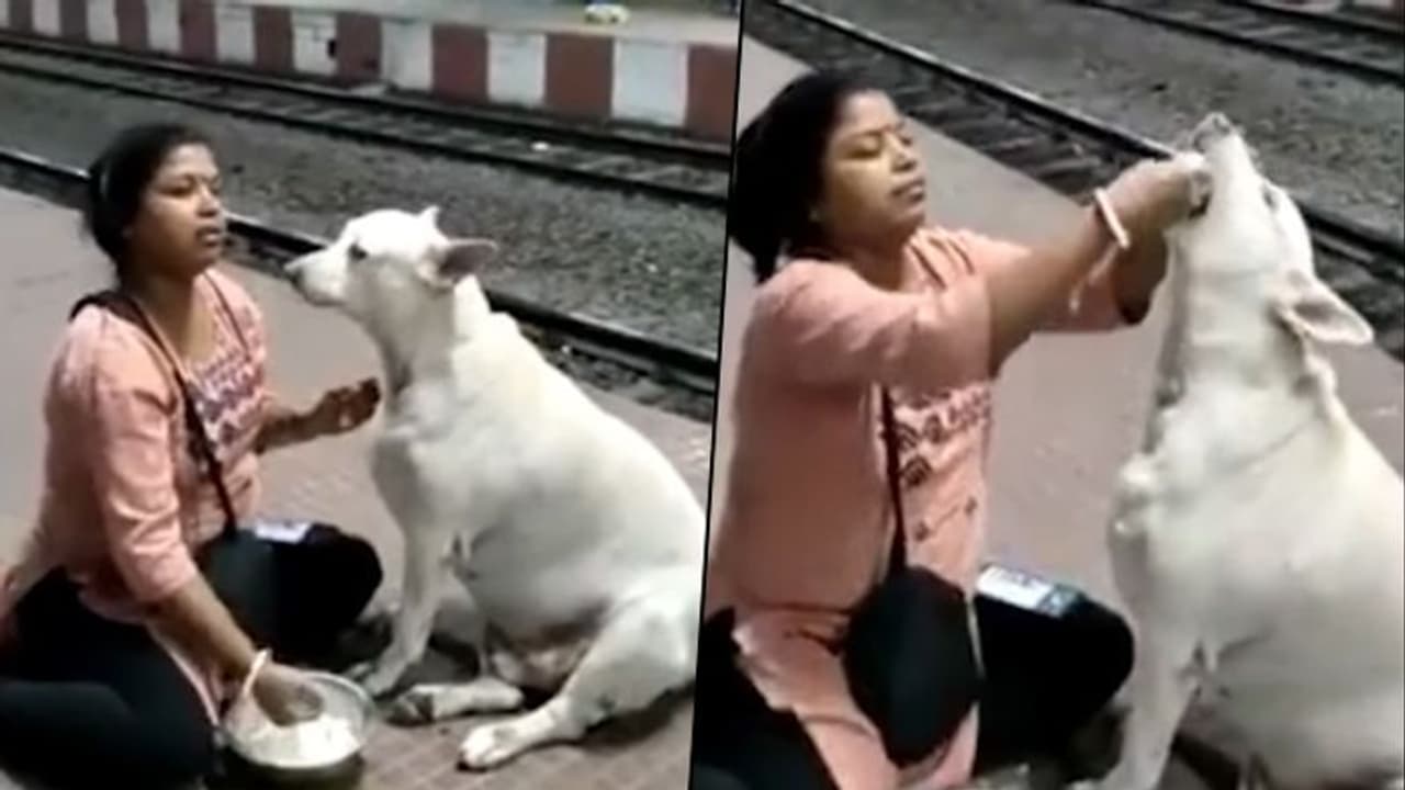 Woman feeds curd rice to a stray dog; video goes viral Woman feeds curd rice to a stray dog; video goes viral