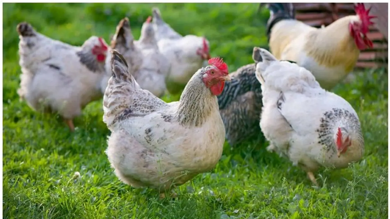 കോഴിയെ ജീവനോടെ തൂവൽ പറിച്ച്, കഷ്ണങ്ങളാക്കിയ സംഭവം; ക്രൂരതക്കെതിരെ പ്രതിഷേധം; യുവാവിനെ തിരഞ്ഞ് പൊലീസ് കോഴിയെ ജീവനോടെ തൂവൽ പറിച്ച്, കഷ്ണങ്ങളാക്കിയ സംഭവം; ക്രൂരതക്കെതിരെ പ്രതിഷേധം; യുവാവിനെ തിരഞ്ഞ് പൊലീസ്