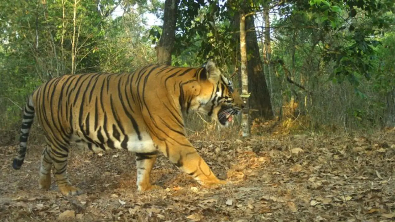 Tiger ಭದ್ರಾ ಅಭಯಾರಣ್ಯದಲ್ಲಿ ಹುಲಿಗಳ ಸಂಖ್ಯೆ ಹೆಚ್ಚಳ ! Tiger ಭದ್ರಾ ಅಭಯಾರಣ್ಯದಲ್ಲಿ ಹುಲಿಗಳ ಸಂಖ್ಯೆ ಹೆಚ್ಚಳ !