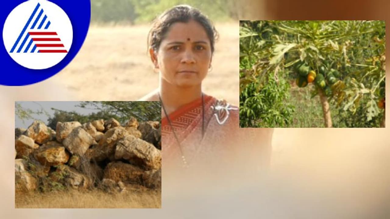 ಬಂಡೆಗಲ್ಲುಗಳಿದ್ದ ಜಮೀನಾಯ್ತು ಹಸಿರು ಹೊತ್ತ ಭೂಮಿ, ಬಂಗಾರದಂಥಾ ಬೆಳೆ ಬೆಳೆದ ರೈತ ಸಾಧಕಿ ಬಂಡೆಗಲ್ಲುಗಳಿದ್ದ ಜಮೀನಾಯ್ತು ಹಸಿರು ಹೊತ್ತ ಭೂಮಿ, ಬಂಗಾರದಂಥಾ ಬೆಳೆ ಬೆಳೆದ ರೈತ ಸಾಧಕಿ