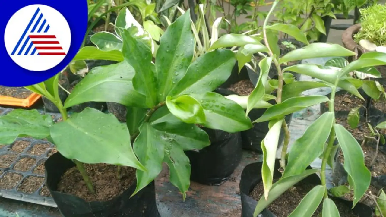 ಇನ್ಸುಲಿನ್‌ ಎಲೆಗಳನ್ನು ತಿಂದು ಡಯಾಬಿಟೀಸ್ ನಿಯಂತ್ರಿಸಬಹುದಾ ?