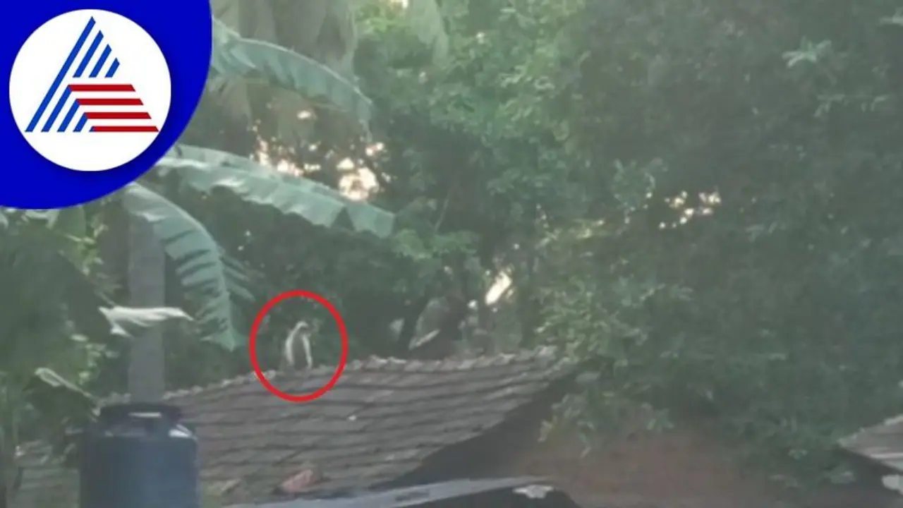 Uttara Kannada: ಮಂಗನ ಕಾಟಕ್ಕೆ ಬೆದರಿದ ಅಂಕೋಲಾದ ಬೊಬ್ರುವಾಡದ ಮಂದಿ: ಹಲವರ ಮೇಲೆ ದಾಳಿ Uttara Kannada: ಮಂಗನ ಕಾಟಕ್ಕೆ ಬೆದರಿದ ಅಂಕೋಲಾದ ಬೊಬ್ರುವಾಡದ ಮಂದಿ: ಹಲವರ ಮೇಲೆ ದಾಳಿ