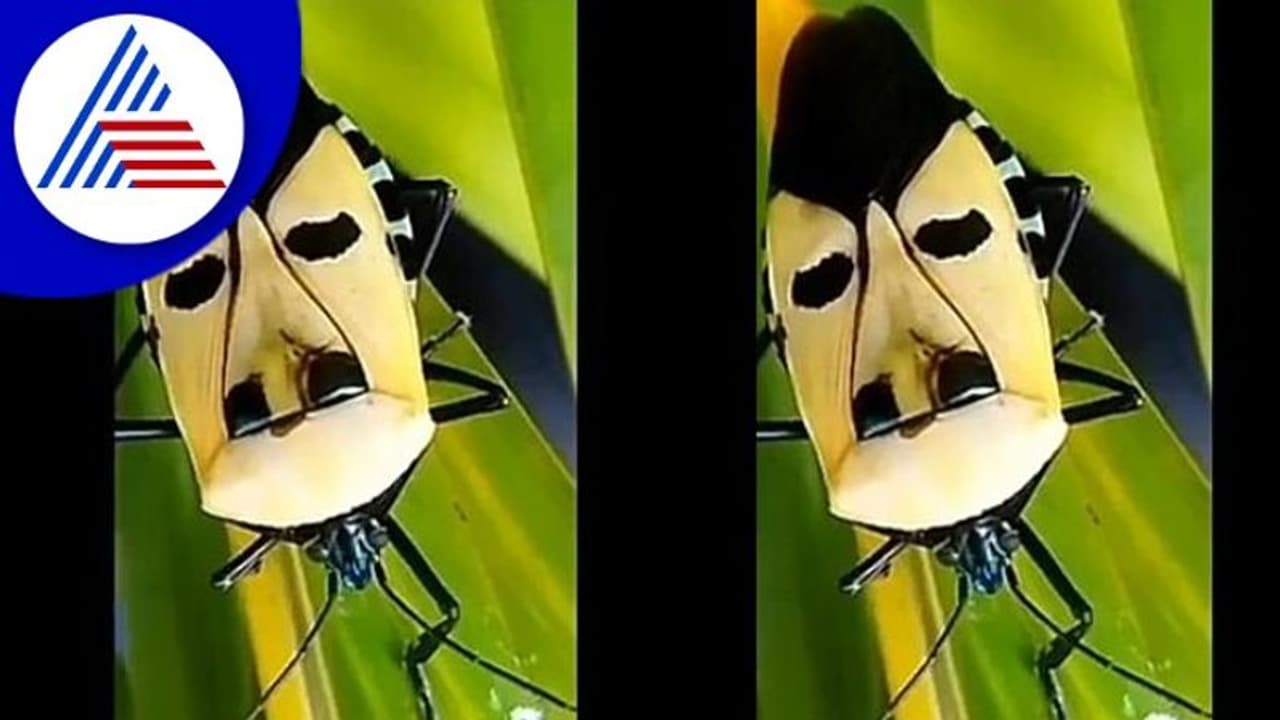 Man Faced Shield Bug ಉಡುಪಿಯಲ್ಲಿ ಮಾನವ ಮುಖದ ಹಾರುವ ಕೀಟ ಪತ್ತೆ!