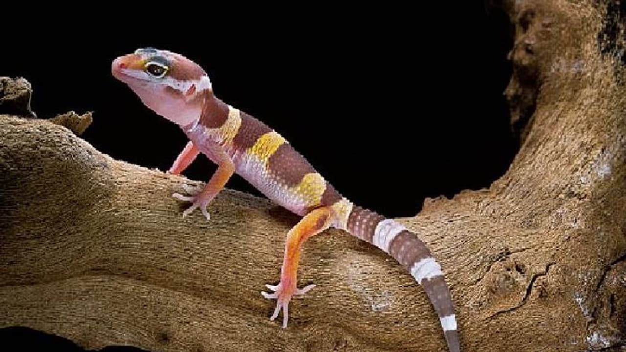  അഞ്ചിൽ ഒന്ന് ഉര​ഗങ്ങൾ വംശനാശ ഭീഷണിയിൽ, മുതലകളും ആമകളും അതീവ അപകടത്തിലെന്ന് റിപ്പോർട്ട്