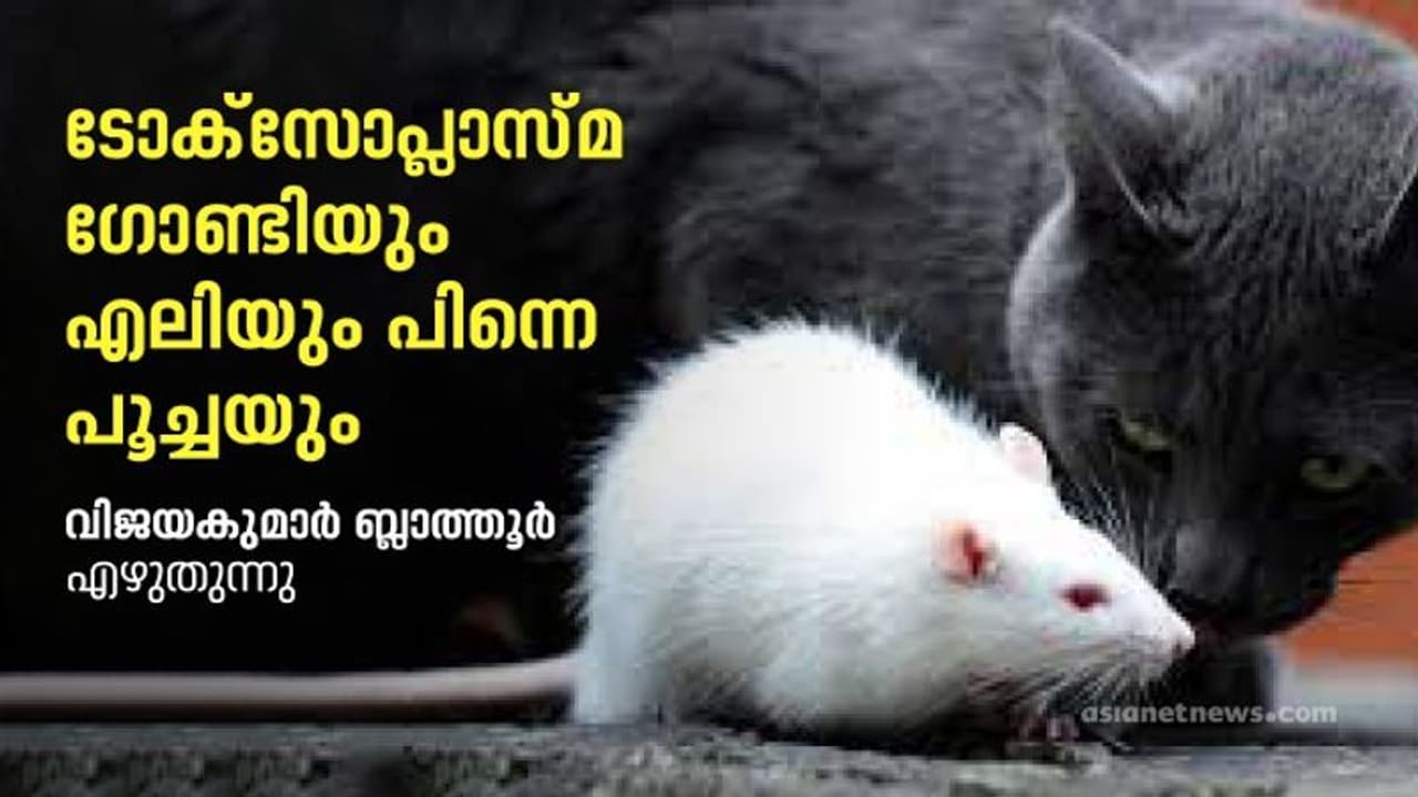 Cat and Rat : പൂച്ചയെ പേടിക്കാത്ത എലി; ധൈര്യത്തിന്‍റെ പ്രതീകമല്ല. പിന്നെ ? 