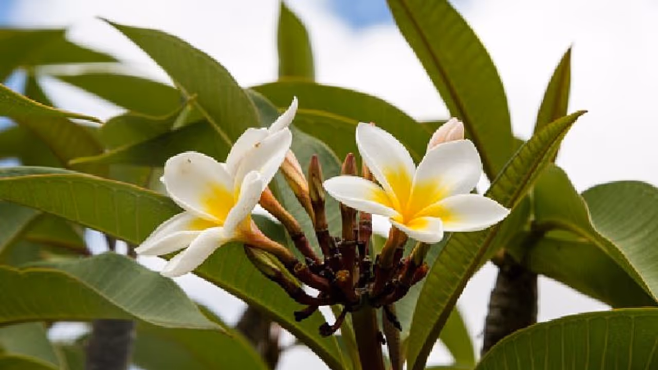 পারিবারিক কলহ দূর করে বাড়িতে লাগান চাঁপা গাছ, রইল টোটকা, জেনে নিন কী করবেন পারিবারিক কলহ দূর করে বাড়িতে লাগান চাঁপা গাছ, রইল টোটকা, জেনে নিন কী করবেন