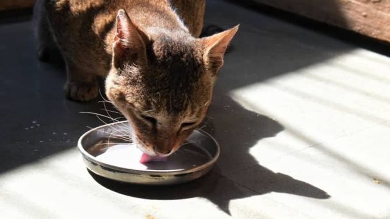 ಬೆಕ್ಕನ್ನು ಒದ್ದು ಸಮುದ್ರಕ್ಕೆಸೆದ ವ್ಯಕ್ತಿಯ ಬಂಧನ : ವಿಡಿಯೋ ವೈರಲ್