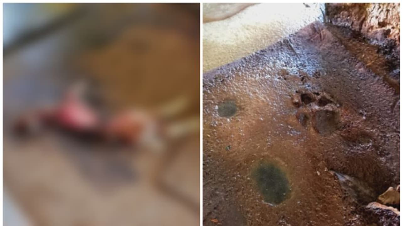 ഭീതിയോടെ ഒരു നാട്; വളര്ത്ത് മൃഗങ്ങളെ ആക്രമിച്ചത് പൂച്ചപ്പുലിയോ? കാല്പ്പാടുകള് ഞെട്ടിക്കുന്നത് ഭീതിയോടെ ഒരു നാട്; വളര്ത്ത് മൃഗങ്ങളെ ആക്രമിച്ചത് പൂച്ചപ്പുലിയോ? കാല്പ്പാടുകള് ഞെട്ടിക്കുന്നത്