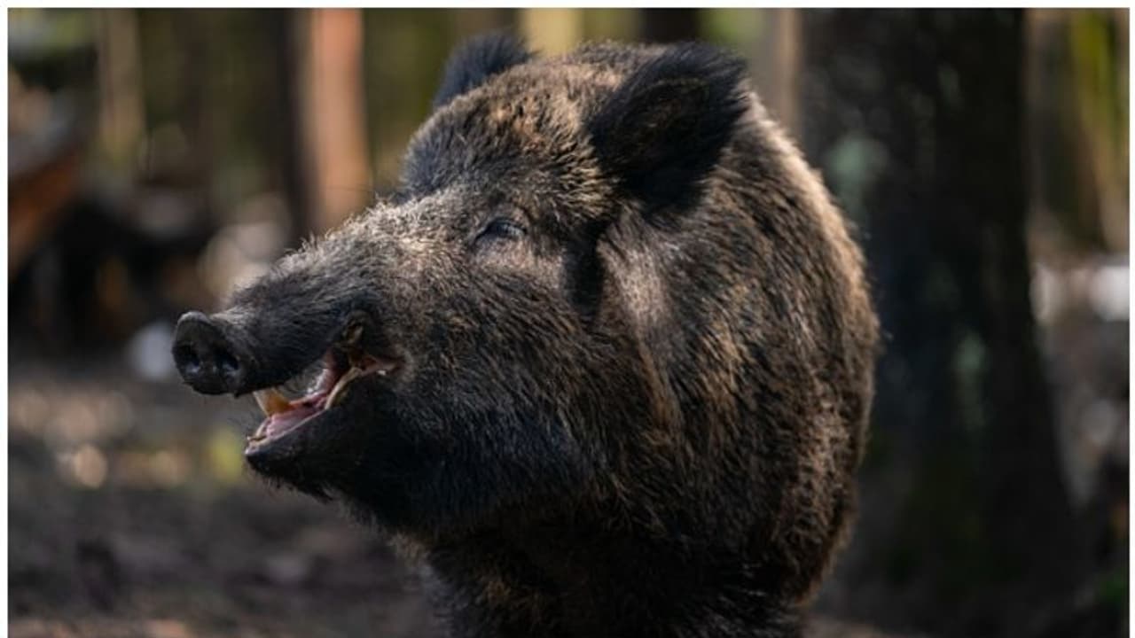 Wild boar: കാട്ടുപന്നിയെ ക്ഷുദ്രജീവിയായി പ്രഖ്യാപിക്കല്‍; എംപിയുടെ നിലപാട് അപലപനീയമെന്ന് കിഫ 