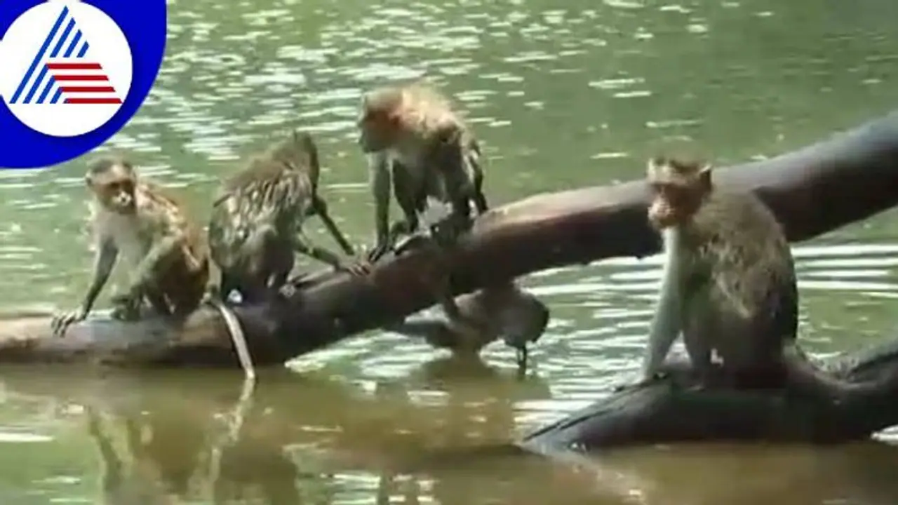 Chitradurga: ಸುಡು ಬಿಸಿಲಿಗೆ ಬಸವಳಿದ ವಾನರ ಸೇನೆ: ಆಹಾರವಿಲ್ಲದೆ ಕಂಲಾಗಾದ ಮೂಕಪ್ರಾಣಿ..!