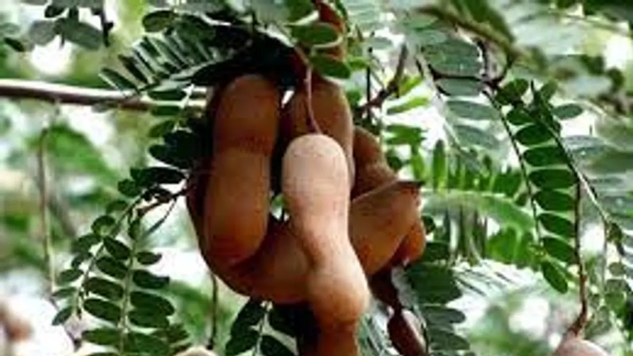 ಕಾರ್ಮಿಕಳಾಗಿ ಬಂದು ಹುಣಸೆ ಹಣ್ಣಿನ ಆಸೆಗೆ ವಿವಾಹಿತೆ ಬಲಿ!