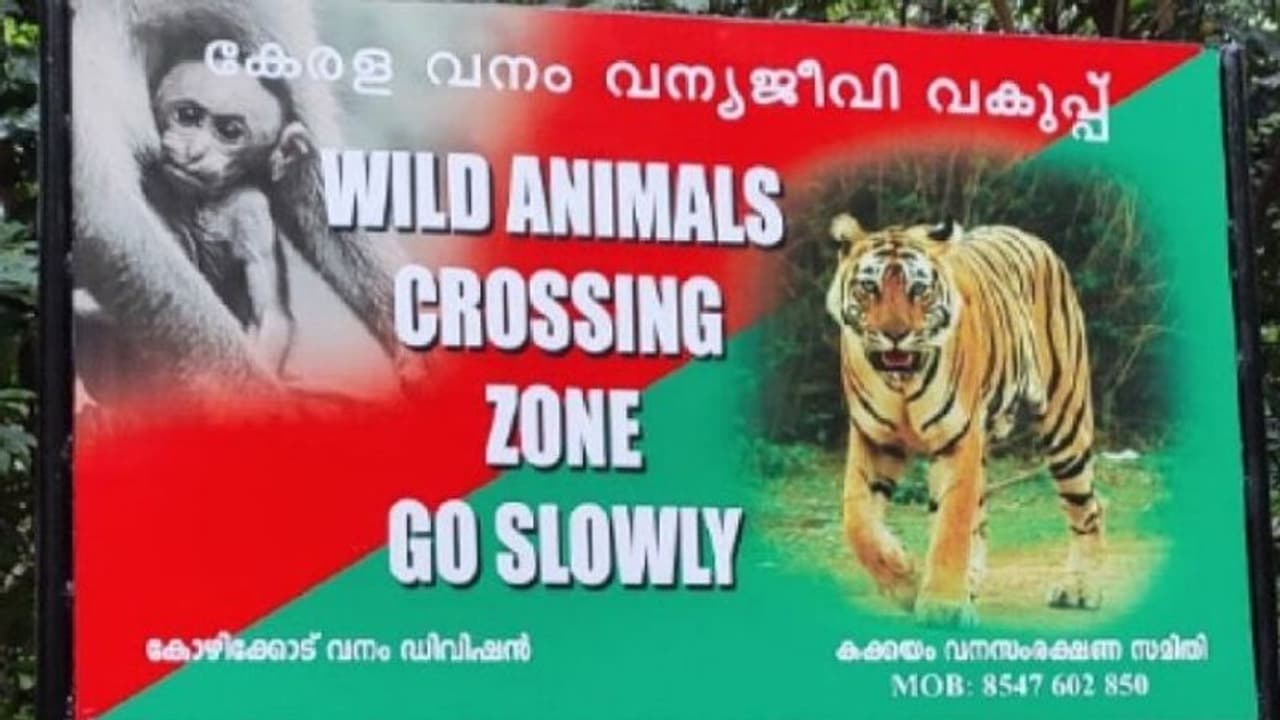 കടുവ സാന്നിധ്യം; കക്കയം വനത്തില് ഡാം സെറ്റ് റോഡില് മുന്നറിയിപ്പ് ബോര്ഡ് സ്ഥാപിച്ച് വനം വകുപ്പ് കടുവ സാന്നിധ്യം; കക്കയം വനത്തില് ഡാം സെറ്റ് റോഡില് മുന്നറിയിപ്പ് ബോര്ഡ് സ്ഥാപിച്ച് വനം വകുപ്പ്